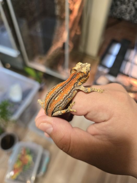 Rhacodactylus auriculatus/ Gargoyle gecko
