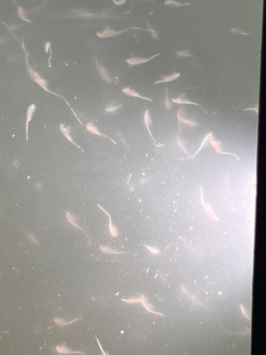 Продам живой корм -Артемию салина