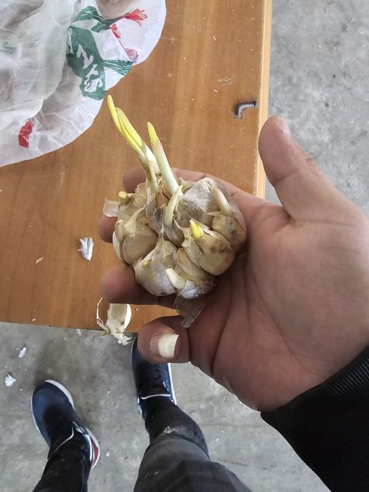 Vând usturoi urgent cu germinatie !!!
