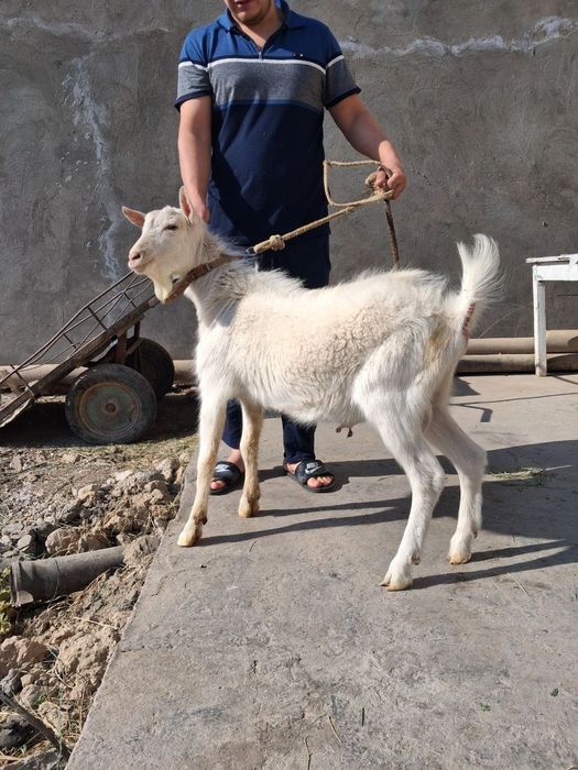 Zanan zotli taka echki