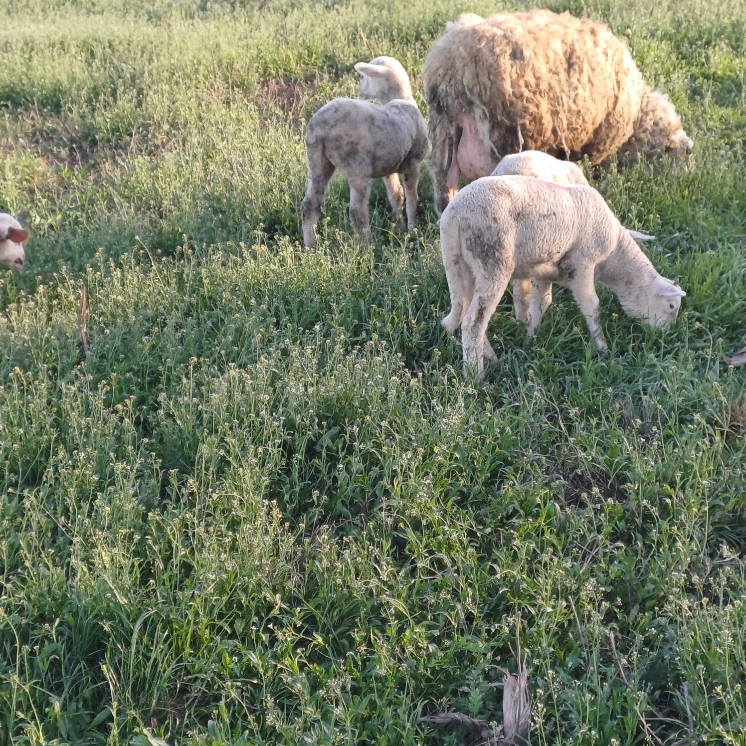 Miei pentru Paște