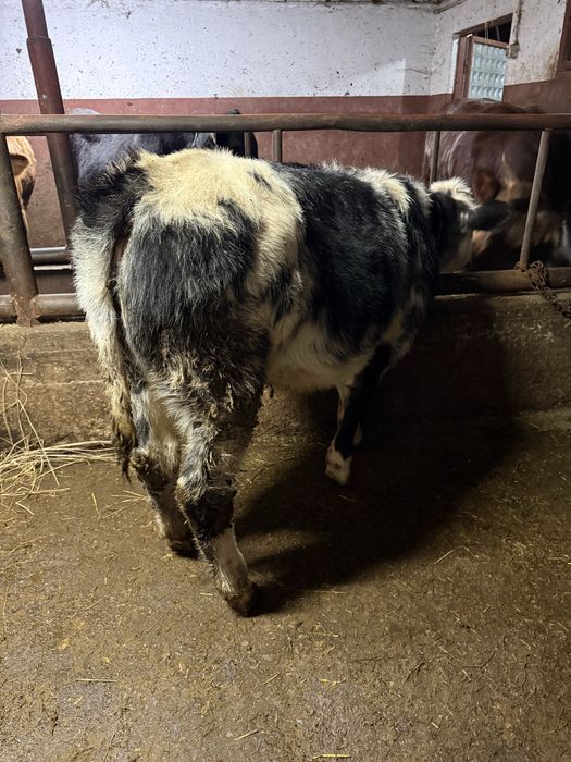 Vand doi viteii belgieni de 5 luni bucata