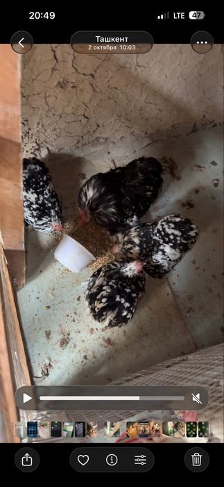 Tovuq xoroz karlik koxla xarhil 150 min dan donaga optim kelishamiz