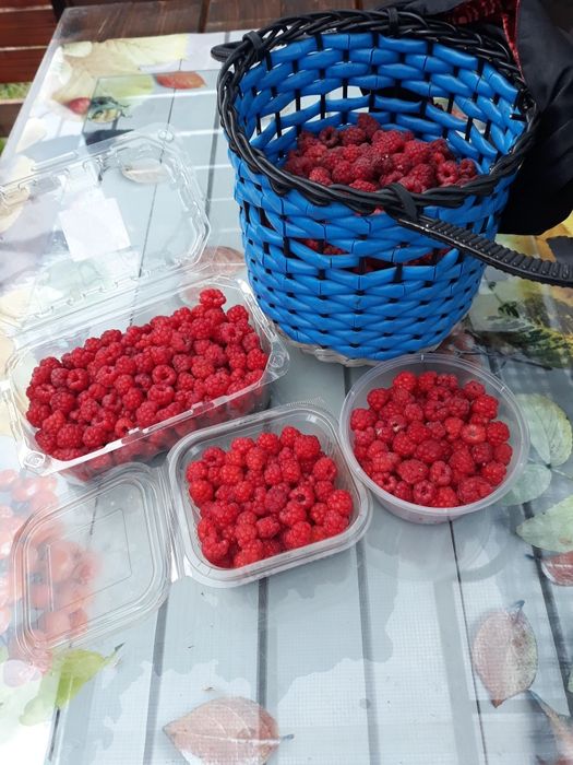 Drajoni   zmeura soi vechi aromat si mure fara tepi  livrare gratis CJ