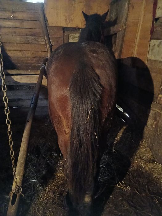 Vând mânz de doi ani cuminte