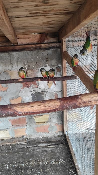 Продавам папагали пирура молина