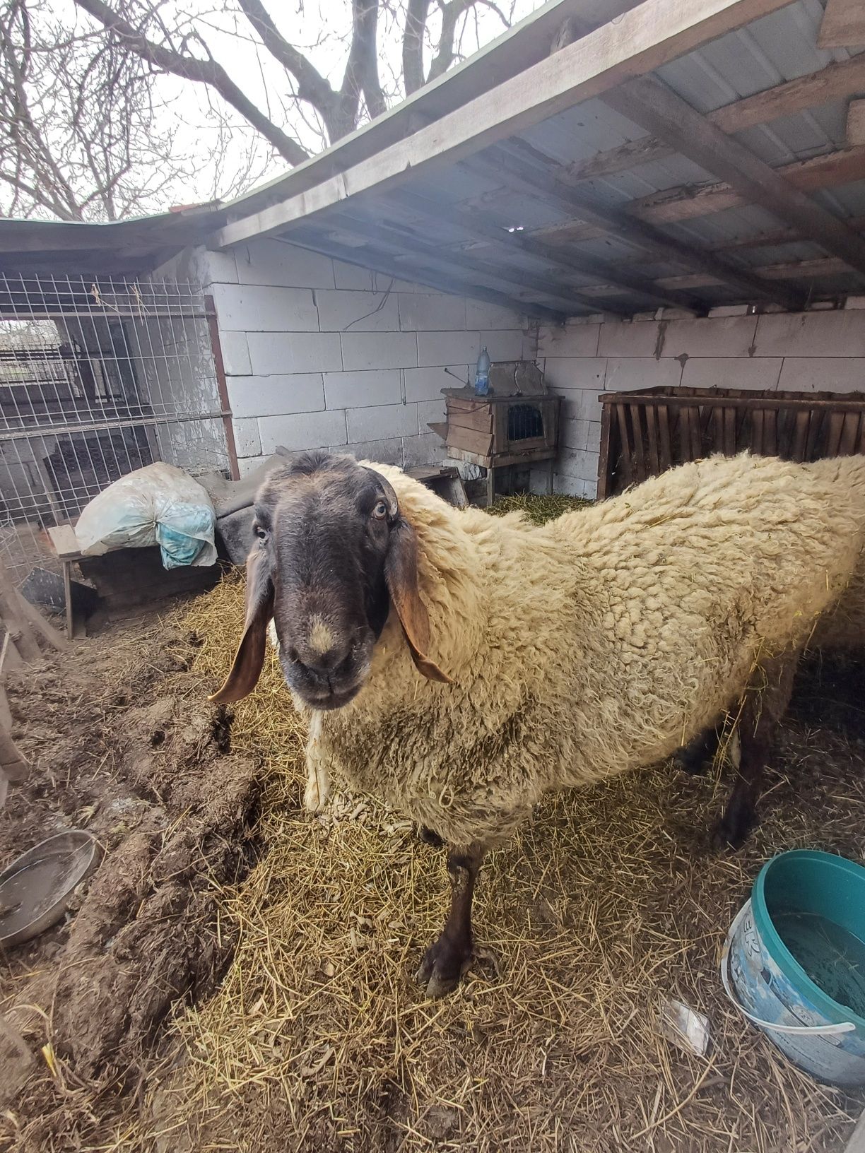 Vand berbec!! Urgent!!
