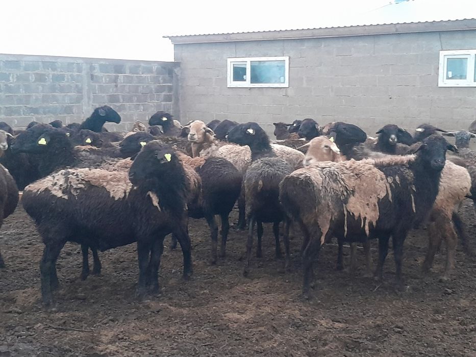 Қой сатылады Орал қаласы