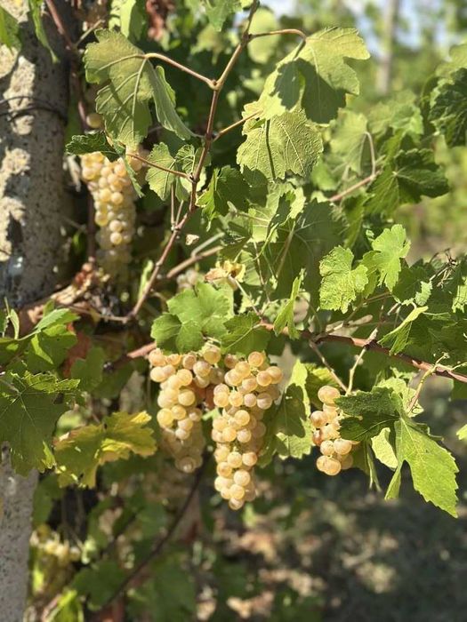 Struguri de vin adusi acasa diverse soiuri albi-negri, pret producator