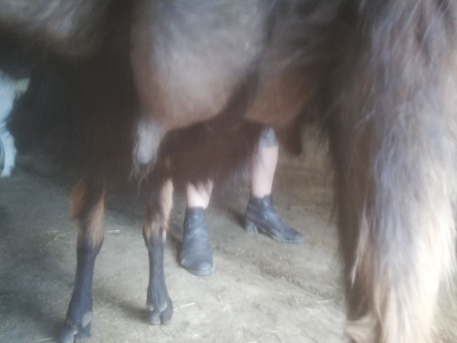 Capre bune cu lapte