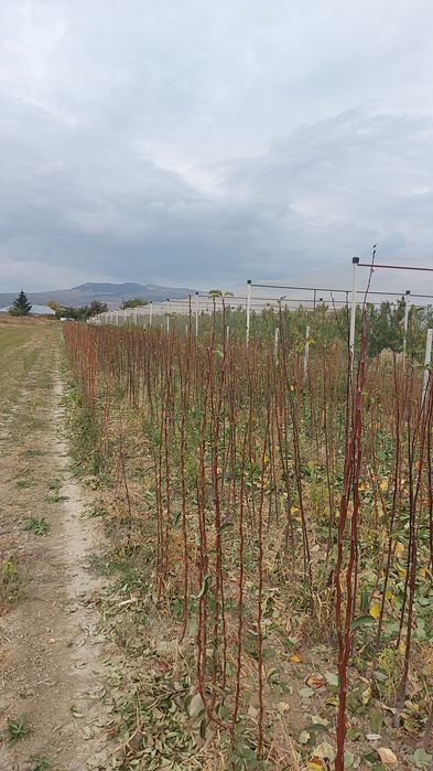 pomi fructiferi 8 ron bucata