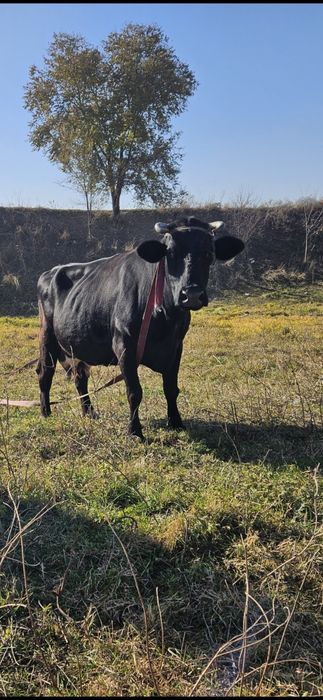 Продам стельную ,высокодойную корову