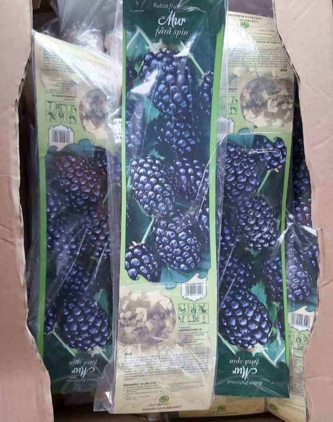 butasi de fructe de padure ambalati si etichetati