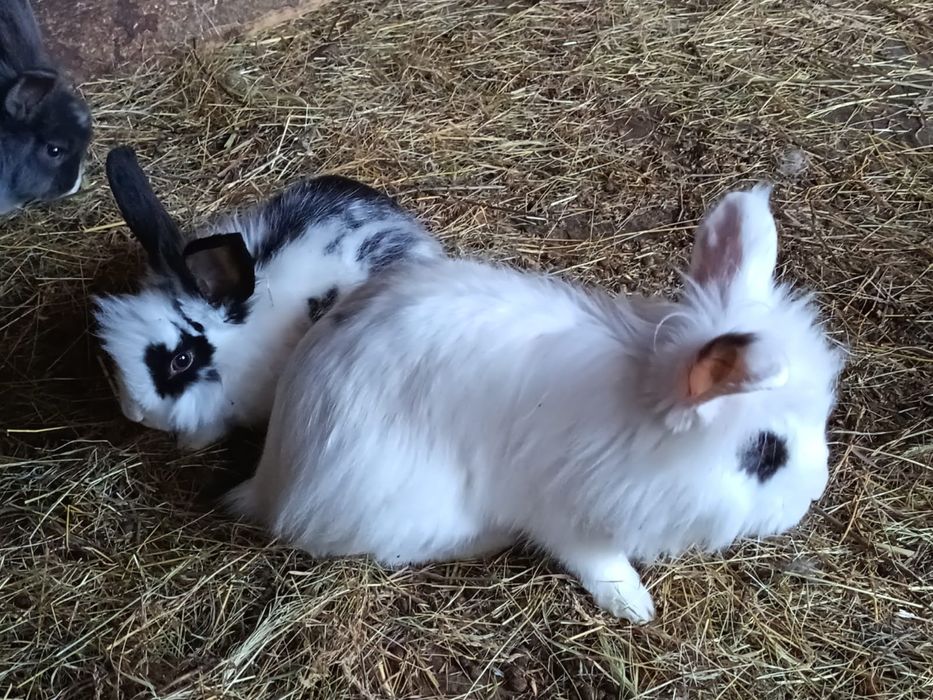 Iepuri colorați,rasa:Cap de leu