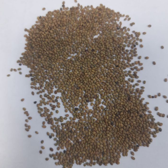 Семена  Донника.