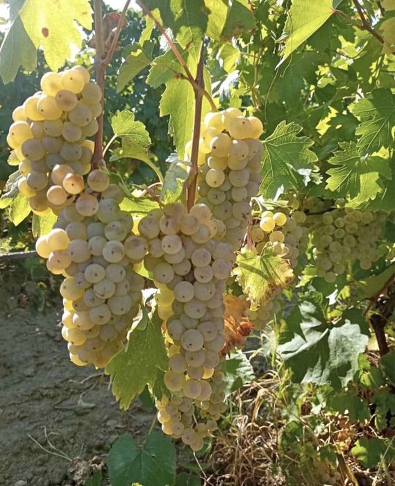 Vand struguri de vin Galati