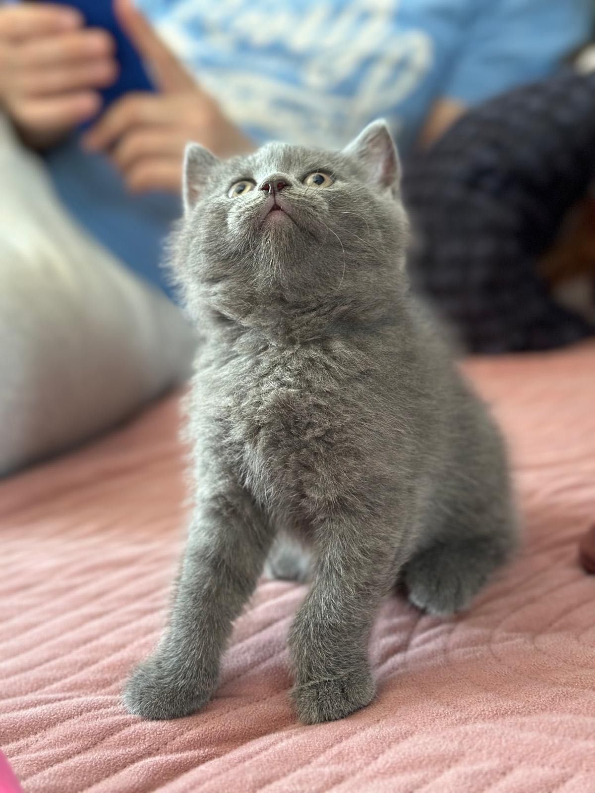 British shorthair Blue (poze reale)