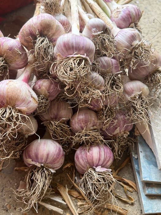 usturoi extra gigant rosu super căței mari românești  aromati gustoși