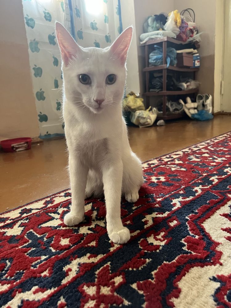Mushuk 1 yosh ogil бола (кот 1 годик)