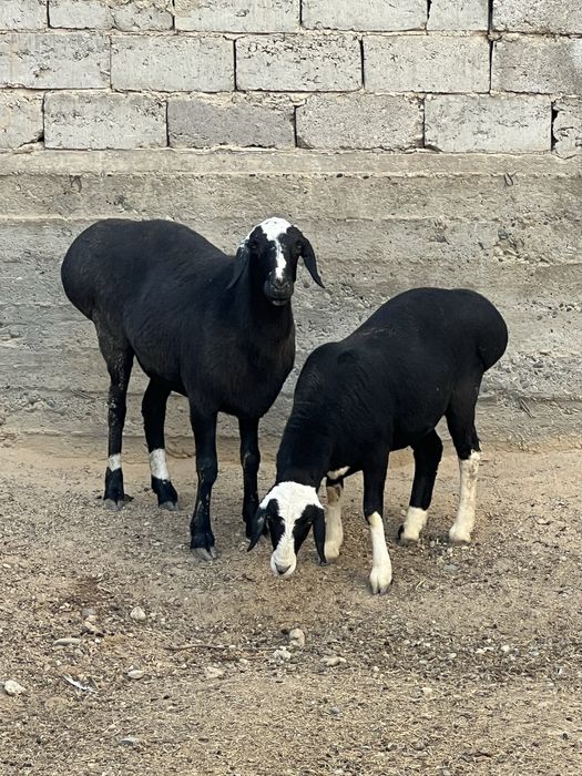 Тоза куйлар срочно сотилади, бокиб купайтириш учун!