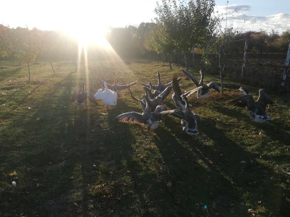 Gâște/Gascani lesesti, tinere