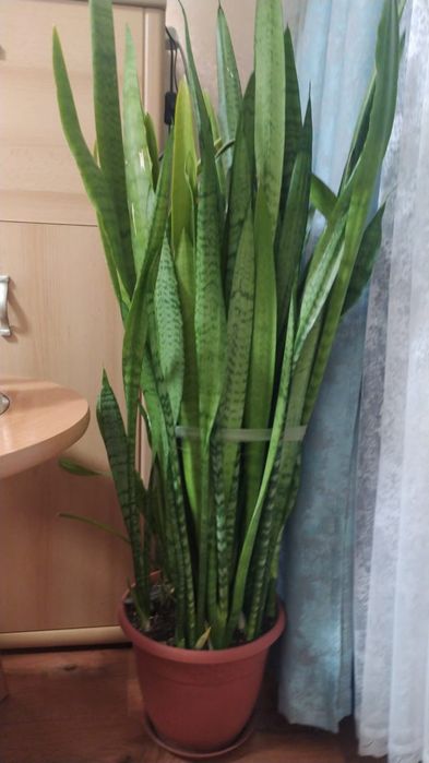 Высокий большой напольный цветок