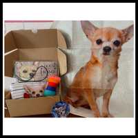 Чихуахуа подарък кутия табела куче играчка престилка
