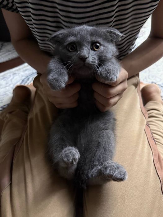 Scottish Fold(шотландские вислоухие )