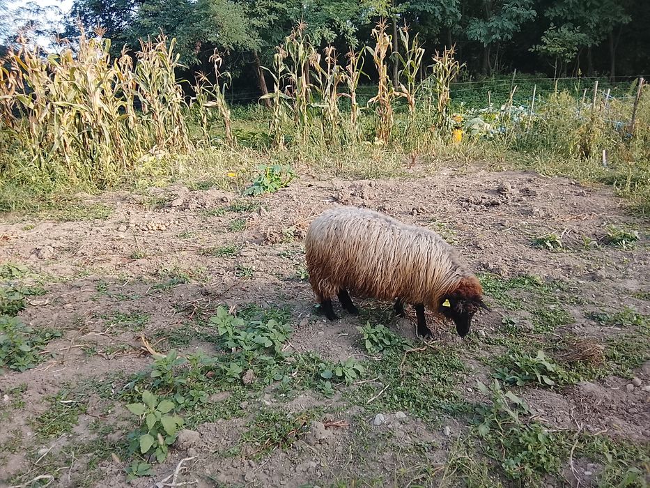 o oaie și un berbeac