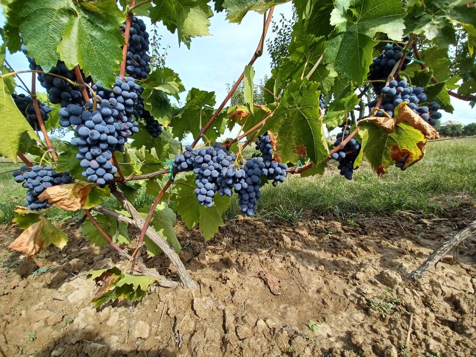 Vand struguri pentru vin