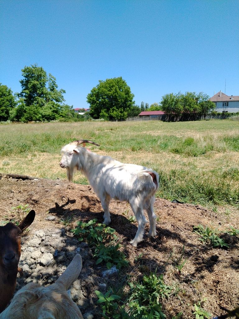 Țap tanar de vanzare