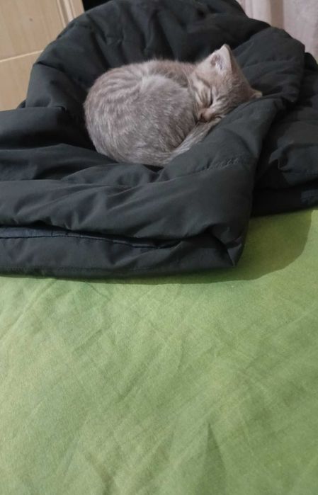 Продам очень красивую вислоушку котёнка