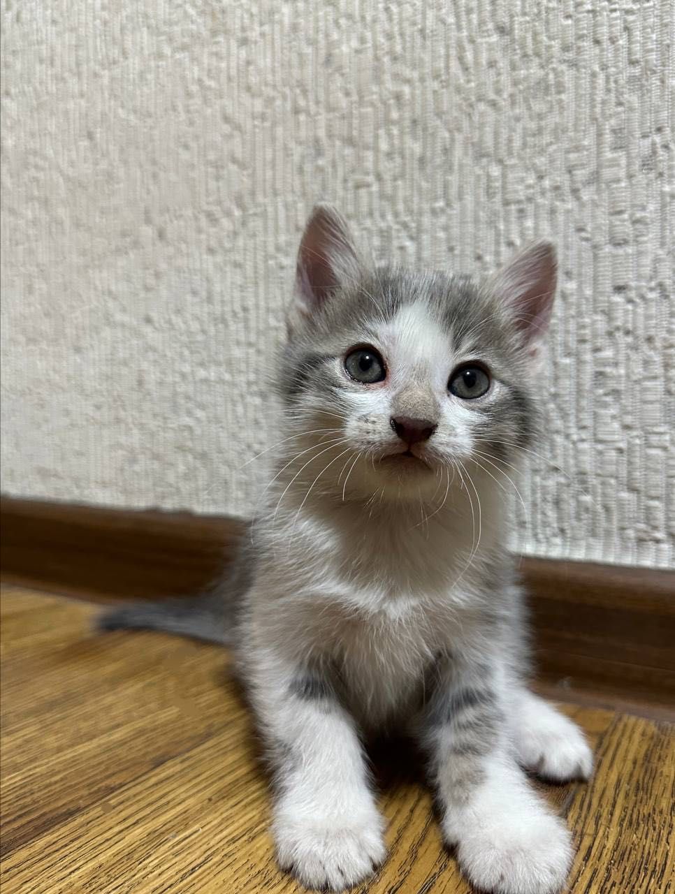 Котята бесплатно