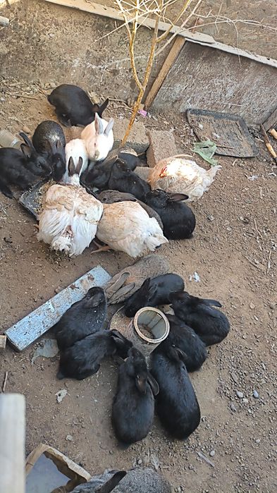 Кролики продам...