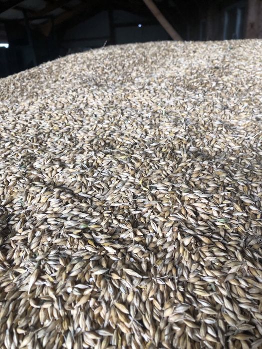 Orz de toamna umiditate mica