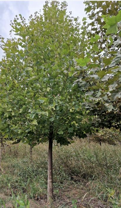 Plante ornamentale naturale de gradina