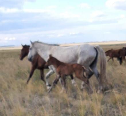 Продам кобылу с жеребёнком