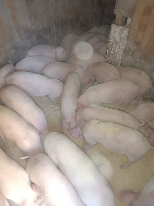 Малки прасета за продан