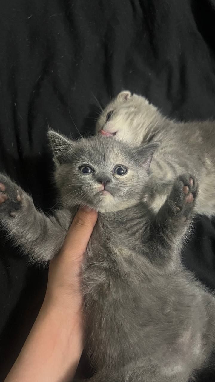 Котенки  скотиш-страит