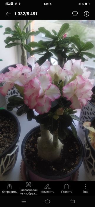 Адениумы сортовые