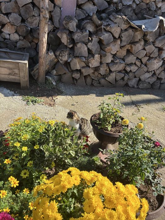 Женски котета на 5 месеца