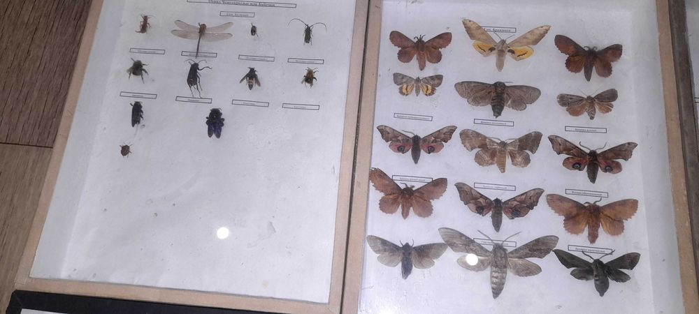 Продам энтомологические коробки