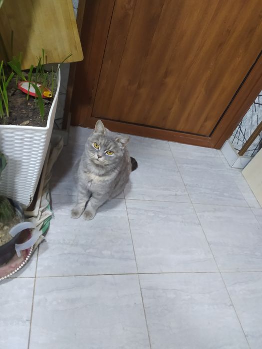 Скотш страйт. Бенгалский кошка