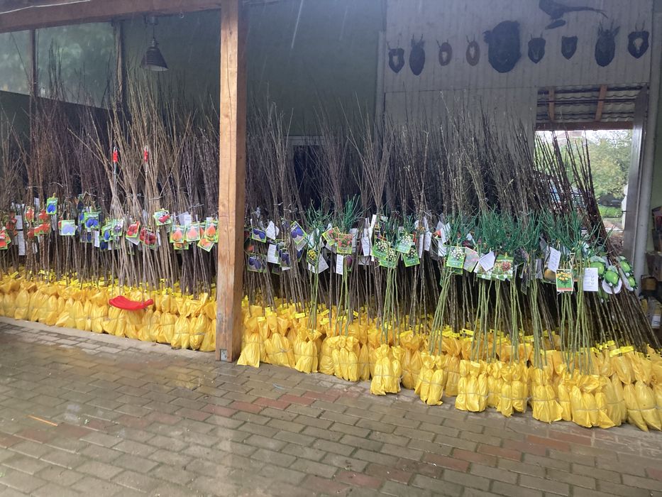 Vand pomi fructiferi ambalati