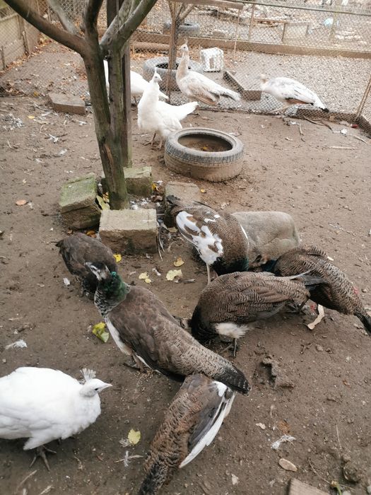 Păuni arlechin, comuni 2025