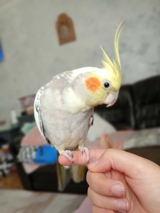 Продавам женска корела ръчно хранена .