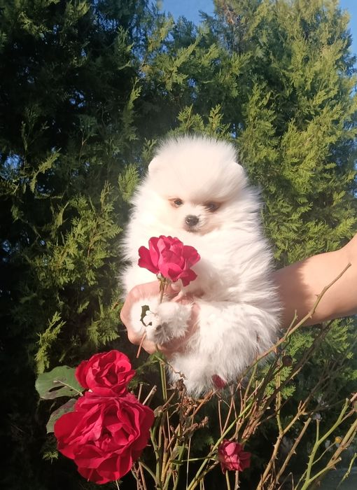 Pomeranian femela mini toy