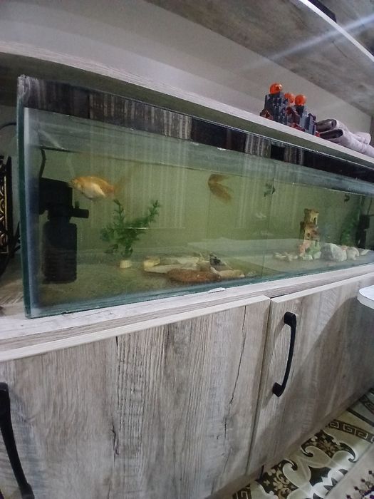 Аквариум ва баликлари билан  сотилади