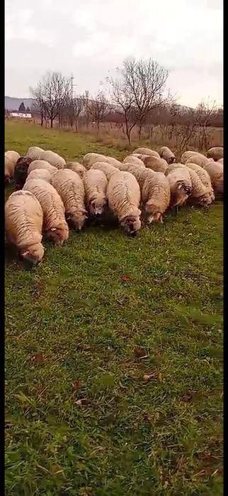 Vând oi tinere în Sighet