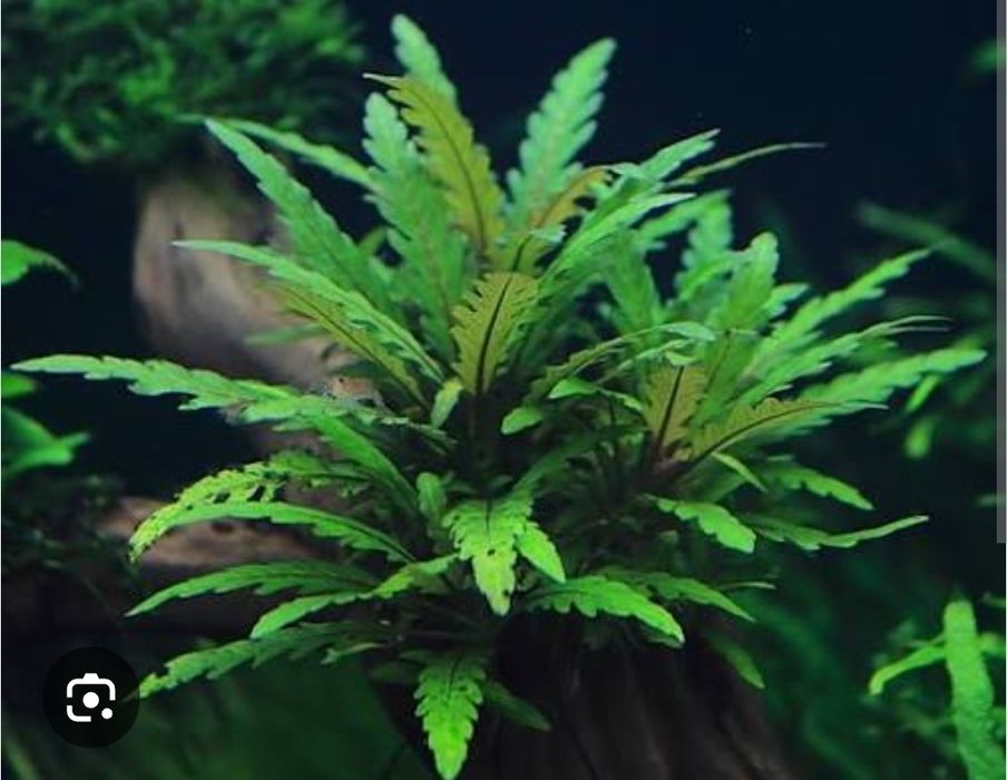 Аквариумные растения